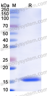 Recombinant Monkeypox virus/MPXV A30L Protein, N-His