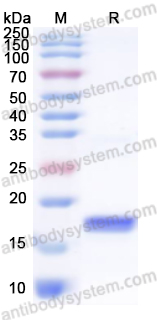 Recombinant EBV/HHV4 EBNA1/BKRF1 Protein, N-His