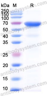 Recombinant DENV-2 NS1/Non-structural protein 1 Protein, N-His