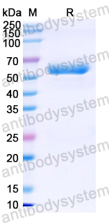 Recombinant Nipah virus/NiV Protein N/Nucleoprotein Protein, N-His