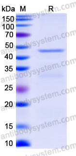 Recombinant Langya virus/LayV G/Glycoprotein Protein, N-His