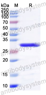 Recombinant CVA6 VP2/Capsid protein VP2 Protein, N-His