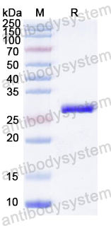 Recombinant CVA6 VP3/Capsid protein VP3 Protein, N-His