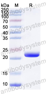 Recombinant CVA6 P3C/Protease 3C Protein, N-His