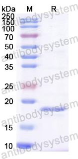 Recombinant CVA6 P2A/Protease 2A Protein, N-His