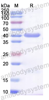 Recombinant CA16 P2C/Protein 2C Protein, N-His