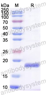 Recombinant CA16 P2A/Protease 2A Protein, N-His
