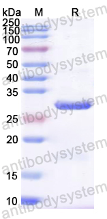 Recombinant CA16 VP3/P1C Protein, N-His