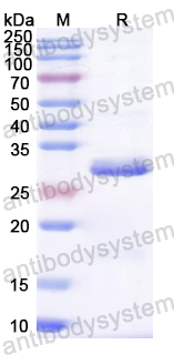Recombinant CA16 VP2/P1B Protein, N-His