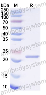 Recombinant CA16 Protease 3C Protein, N-His