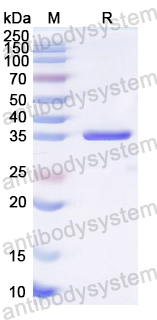 Recombinant CA16 VP1/P1D Protein, N-His