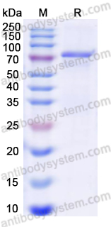 Recombinant DENV-2 Envelope protein E Protein, N-His-GFP