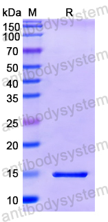 Recombinant DENV-3 Envelope protein E Protein, N-His