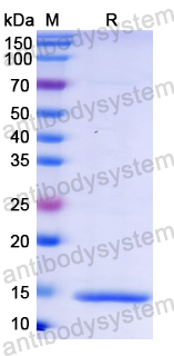 Recombinant DENV-2 Envelope protein E Protein, N-His