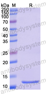 Recombinant DENV-4 Envelope protein E Protein, N-His