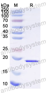 Recombinant EV71 P2A/Protease 2A Protein, N-His