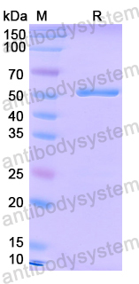 Recombinant EV71 VP0/Capsid protein VP0 Protein, N-GST