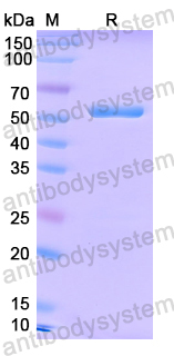Recombinant EV71 VP3/Capsid protein VP3 Protein, N-GST