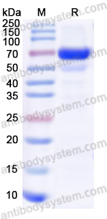 Recombinant EV71 Protease 3C Protein, C-His
