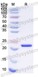 Recombinant EV71 P3C/Protease 3C Protein, N-His