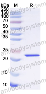 Recombinant EV71 P3C/Protease 3C Protein, N-His