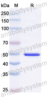 Recombinant CV-A10 VP1/P1D Protein, N-GST/C-His