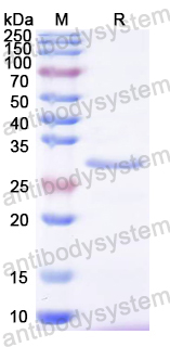 Recombinant HSV-1/HHV-1 gD Protein, N-His