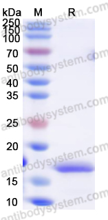 Recombinant FPV Capsid protein VP1 Protein, N-His