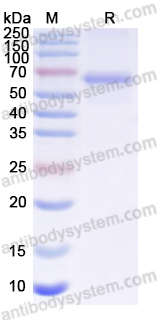Recombinant CDV Protein N/Nucleoprotein Protein, N-His
