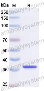 Recombinant Influenza A virus (H1N1) M/Matrix protein 2 Protein, N-GST & C-His