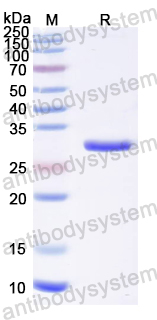 Recombinant Influenza A virus (H3N2) M2e Protein, N-GST & C-His