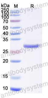Recombinant Influenza A virus (H7N9) M2e Protein, N-GST & C-His
