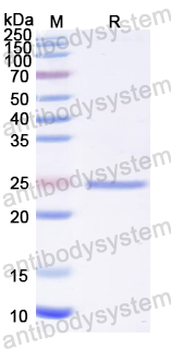 Recombinant Influenza A virus (H5N1) NF (CsgA)-3M2e Protein, N-His
