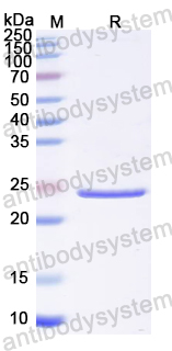 Recombinant Influenza A virus (H3N2) NF (CsgA)-3M2e Protein, N-His