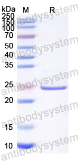 Recombinant Influenza A virus (H1N1) NF (CsgA)-3M2e Protein, N-His