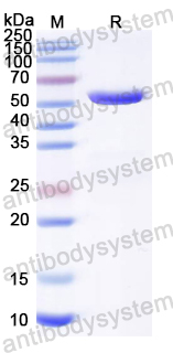 Recombinant Influenza A virus (H7N9) NR (N)-3M2e Protein, N-His
