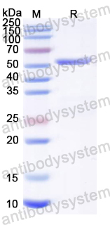 Recombinant Influenza A virus (H5N1) NR (N)-3M2e Protein, N-His