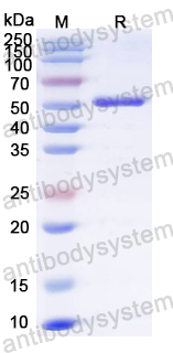 Recombinant Influenza A virus (H3N2) NR (N)-3M2e Protein, N-His