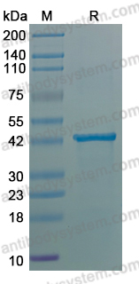 Recombinant Influenza A virus (H7N9) NA/Neuraminidase Protein, N-His