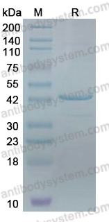 Recombinant Influenza A virus (H7N3) NA/Neuraminidase Protein, N-His