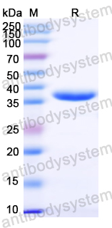 Recombinant DENV-2 Protein prM/prM Protein, N-GST & C-His