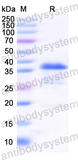 Recombinant DENV-3 Protein prM/prM Protein, N-GST & C-His