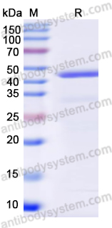 Recombinant JEV Envelope protein E Protein, N-His