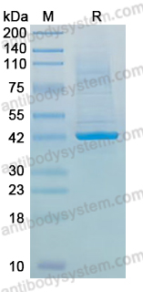 Recombinant JEV NS1/Non-structural protein 1 Protein, N-His