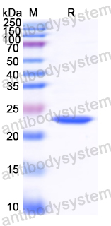Recombinant CDV Protein C/C Protein, N-His