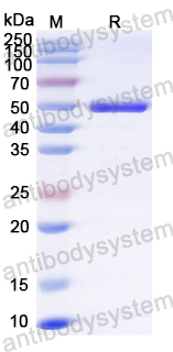 Recombinant CDV Protein C Protein, N-GST & C-His