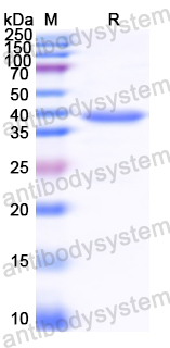 Recombinant CDV Matrix protein/M Protein, N-His