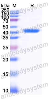 Recombinant CDV F/Fusion glycoprotein F0 Protein, N-His