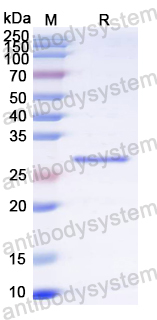 Recombinant HMPV M/Matrix protein Protein, N-His