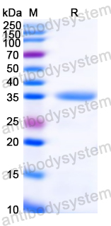 Recombinant HMPV M2/Protein M2-2 Protein, N-GST & C-His